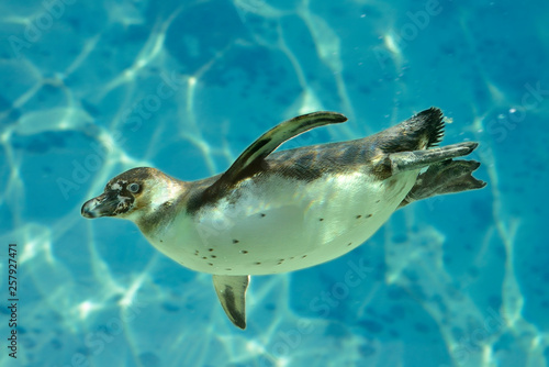 Humboldt penguin (Spheniscus humboldti) swimming under blue water