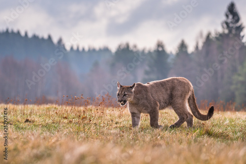 Photography Cougar (Puma concolor), also commonly known as the mountain lion, puma, panther, or catamount