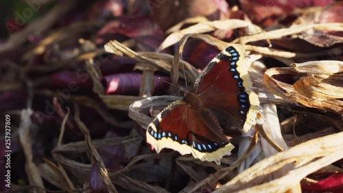 Magnificent specimen of the Mourning Cloak Butterfly photo