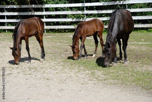 Morgan Horse Mare and Colts at Farm in Vermont