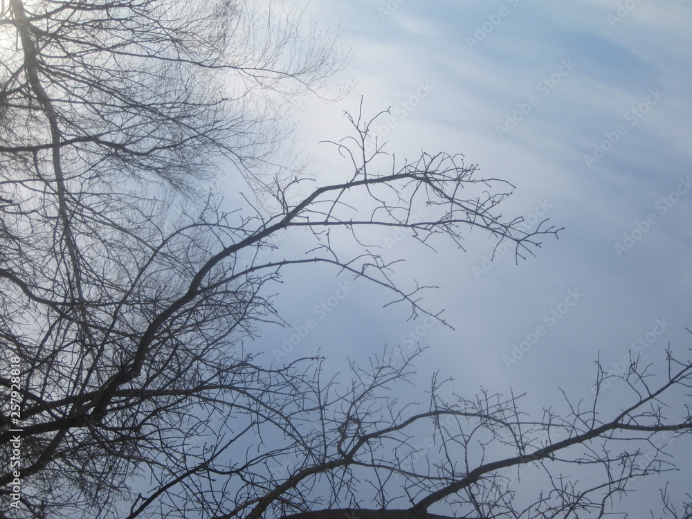 Obraz premium tree in winter
