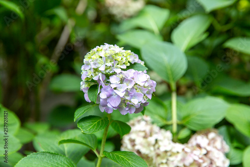 Blooming Hydrangea Plant in Springtime