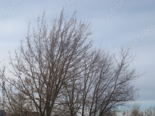 trees in winter