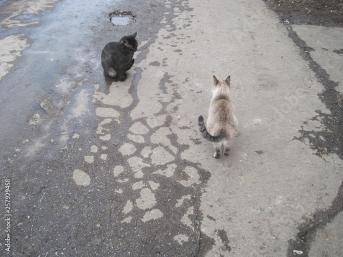 cat and dog