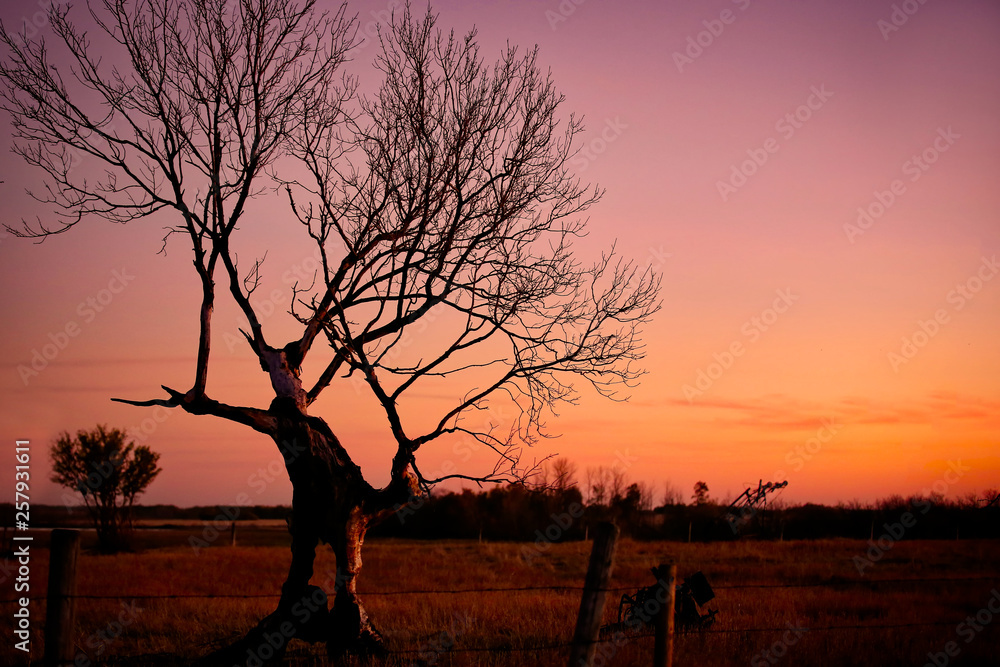 An old gnarly bare tree sihouetted against a purple sunset in an autumn countryside landscape