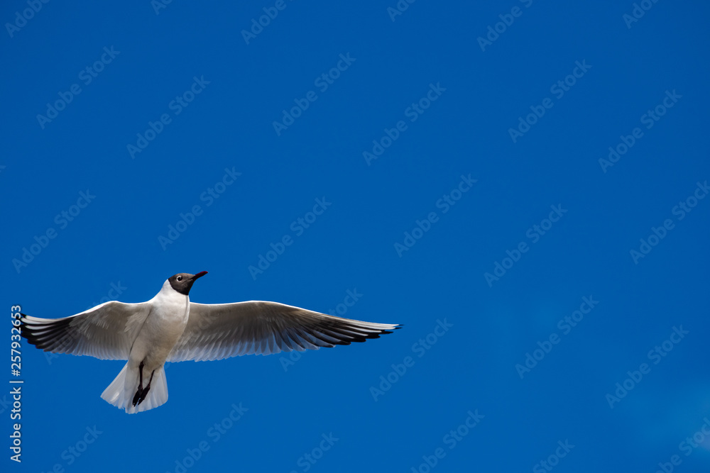 Seagull fly water spring nature lake birds Seagull fly water spring nature lake birds