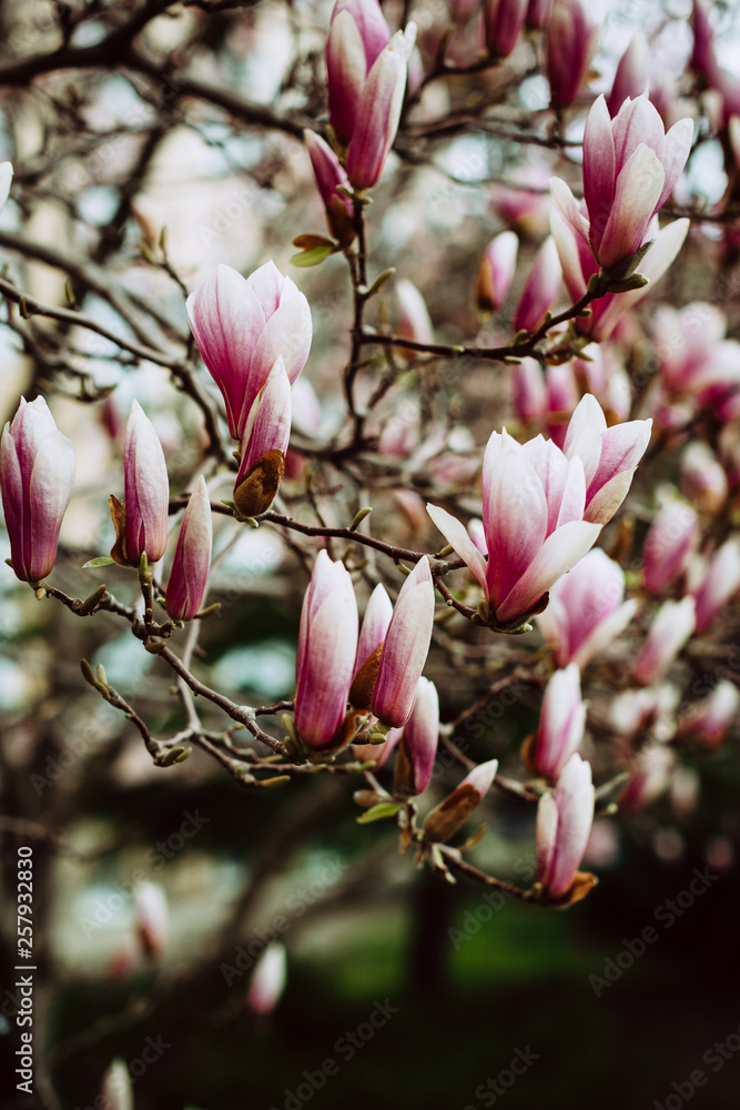Magnolia Flowers, Blooming Tree in Spring Magnolia Flowers, Blooming Tree in Spring
