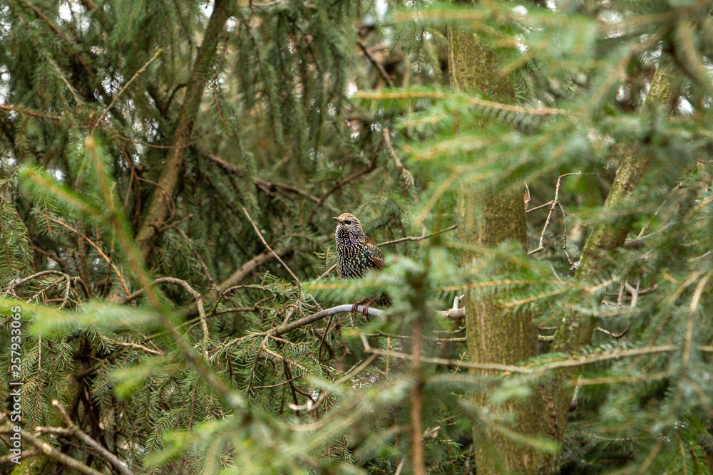 The common starling (Sturnus vulgaris) hiding in the dense forest floor on the branch. Bird singer. Coniferous trees.
