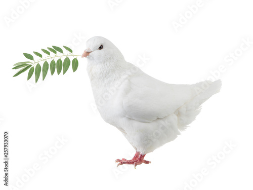 White dove with a palm branch