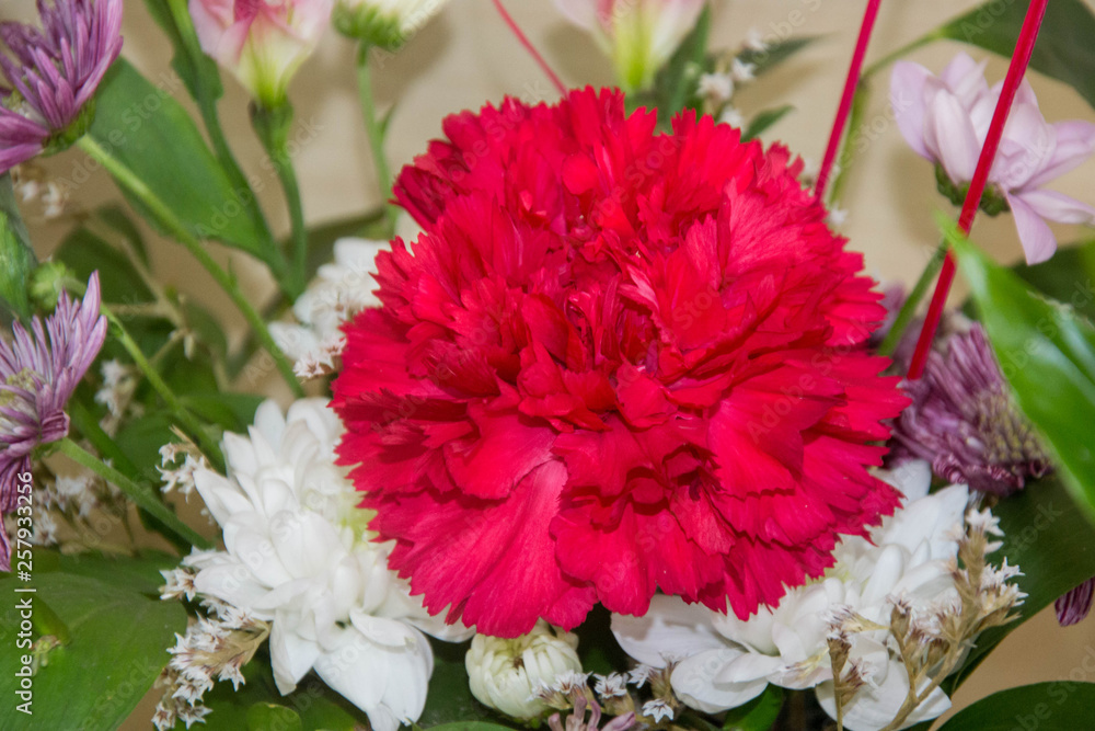 Bunch of carnation flowers, mixed colors, red, pink, close-up cloves, background for  8 march, mother's day, women's day, valentine's day