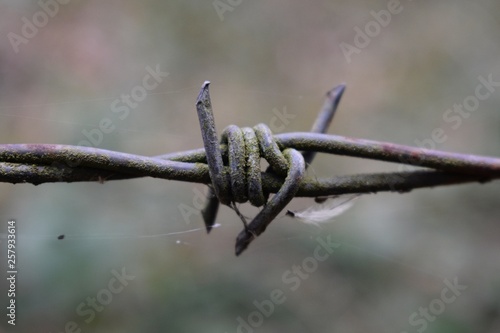 Rusty barbed wire fence