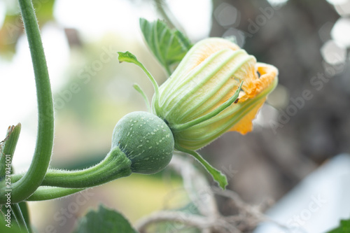 Wallpaper Mural Young pumpkin stem from flowers Torontodigital.ca