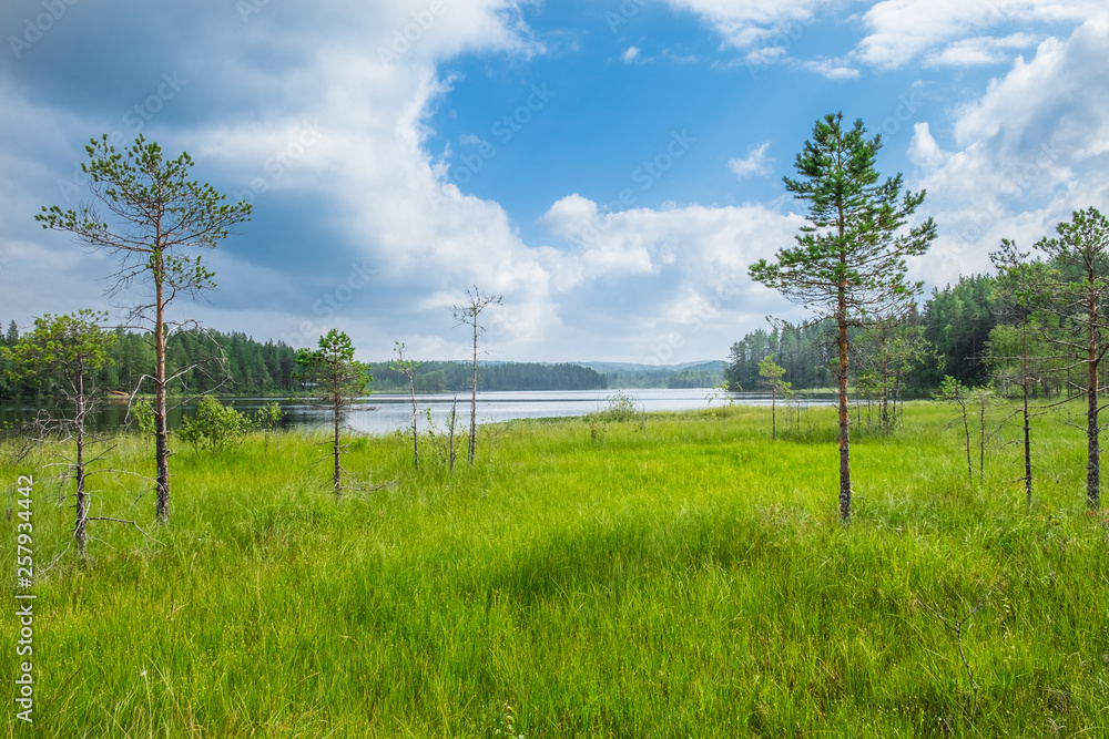 Scenic swamp view with lake and bright summer day in National Park finland