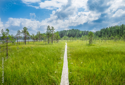 Scenic swamp view with wooden path and bright summer day in National Park finland