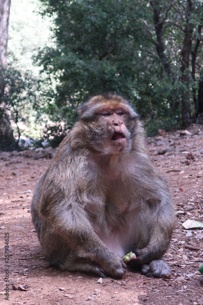 Obraz premium macaque 