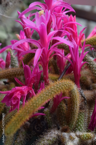 Cactáceas y suculentas con sus vistosas flores photo