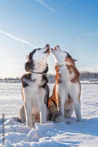 Beautiful portrait of two husky dogs on white snow. Muzzle howling dog. Winter sunny snowy landscape