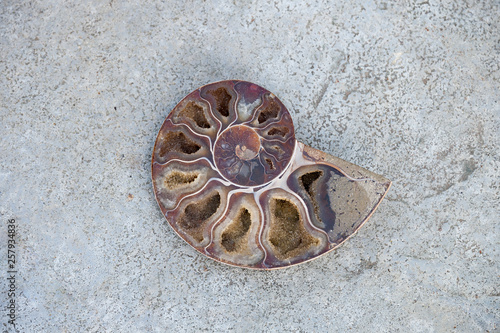 Close up of crystallized ammonite half shell photo