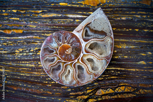 Close up of crystalized ammonite half shell photo
