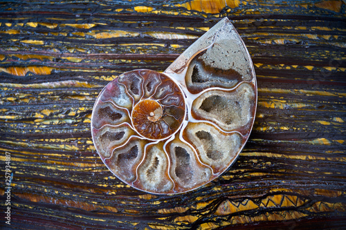 Close up of crystalized ammonite half shell