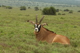 Roan Antelope bull relaxing in its natural habitat in Southern Africa., a rare and endangered antelope.