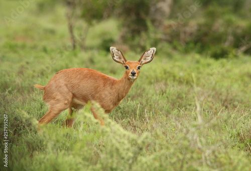 Tiny antelope, a Steenbok ewe or Raphicerus campestris, found in the Southern Africa.