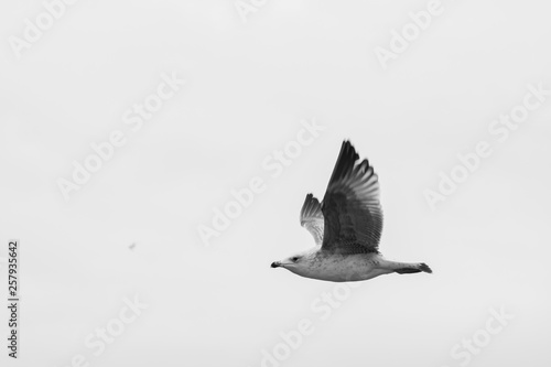 bird in flight © senerdagasan