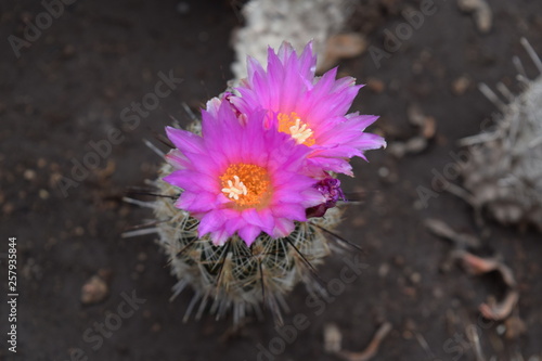 Cactáceas y suculentas con sus vistosas flores