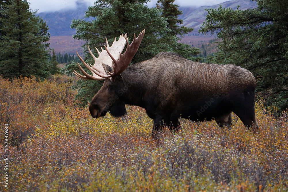 Beautiful wild moose bull in National park Denali in Alaska Stock Photo