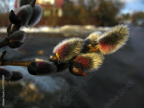 Willow. Buds, spring shoots, spring