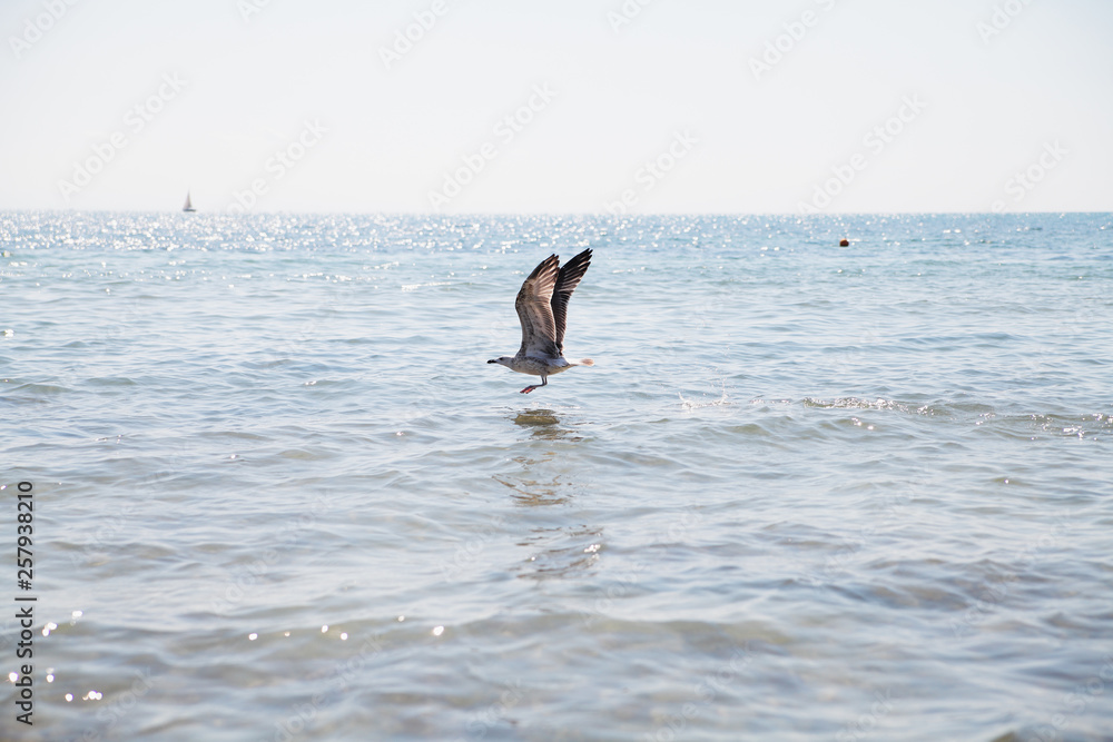 Obraz premium Seagull flying over the blue sea.