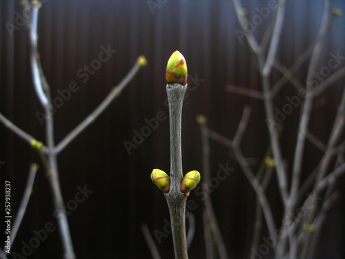 Buds, spring shoots, spring