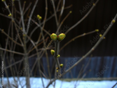 Buds, spring shoots, spring