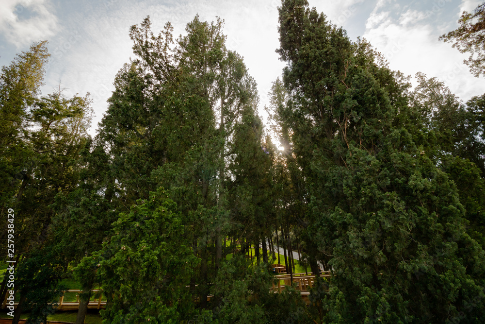 Fototapeta premium trees in the forest