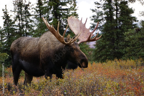 Beautiful wild moose bull in National park Denali in Alaska photo