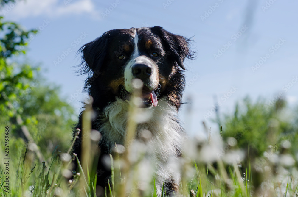 Bernese mountain dog on the field of flowers