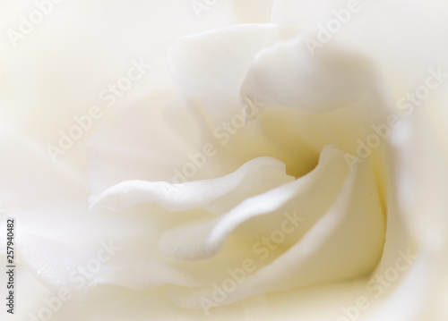 White flower background close-up