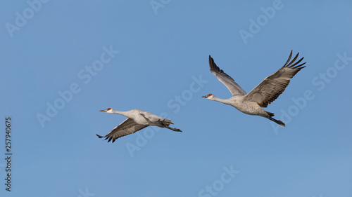 Sandhill Cranes in flight - New Mexico