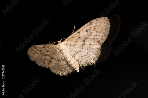 Schilderij op canvas An Engrailed Moth (Ectropis crepuscularia) at night on a window with black background