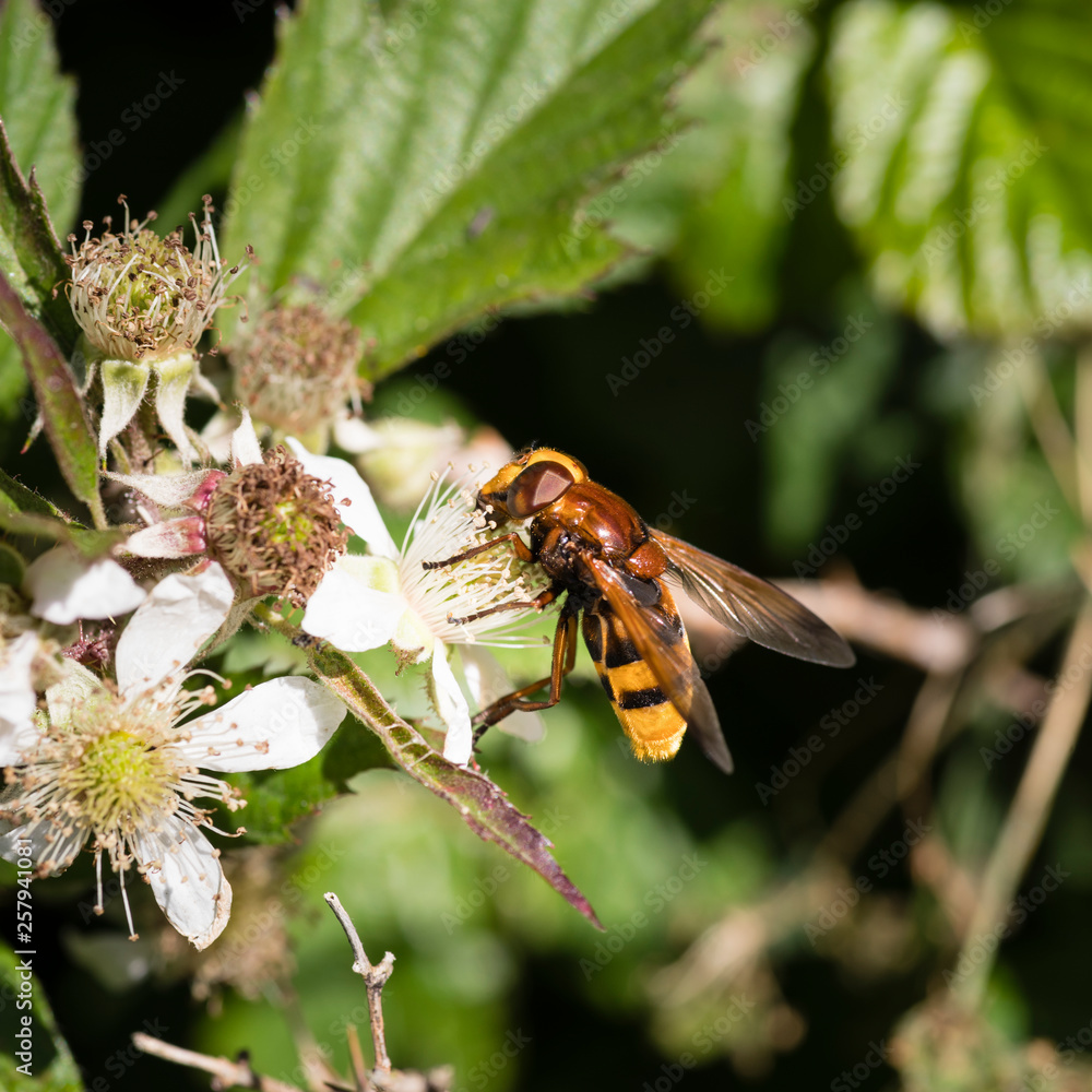 A hornet mimic hoverfly (Volucella zonaria) feeding on a bramble flower. A hornet mimic hoverfly (Volucella zonaria) feeding on a bramble flower.