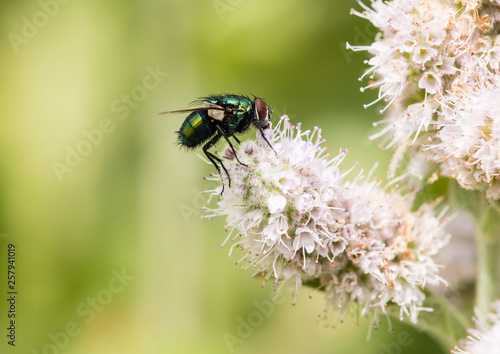 A common green bottle fly (Lucilia sericata) feeding on a mint flower