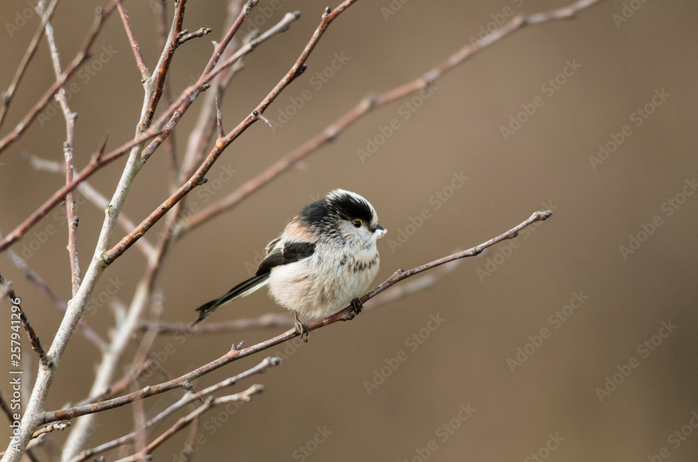 Obraz premium A long-tailed tit (Aegithalos caudatus) in a bare birch tree against a plain background. He is holding a feather to help build his nest.