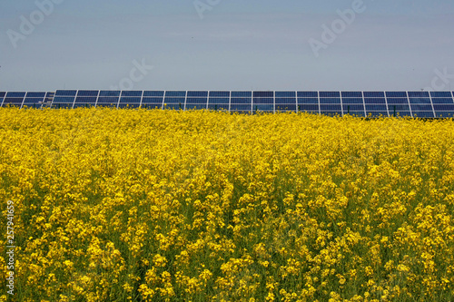 Yellow Rapeseed field in full bloom and solar panels in the background, against blue sky in summer. Green energy.