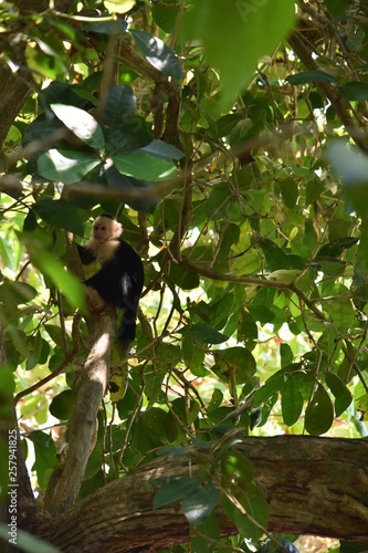 mono cariblanco