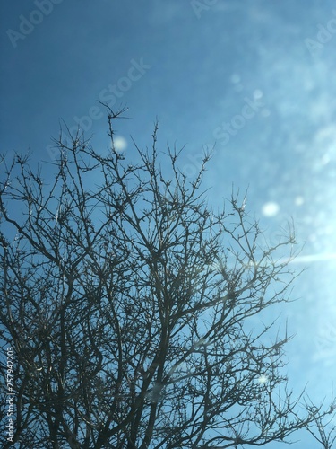 Winter Tress and Sky