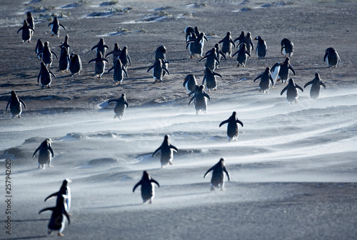 Gentoo penguin walking on sand photo