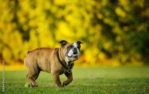 English Bulldog outdoor portrait walking through park