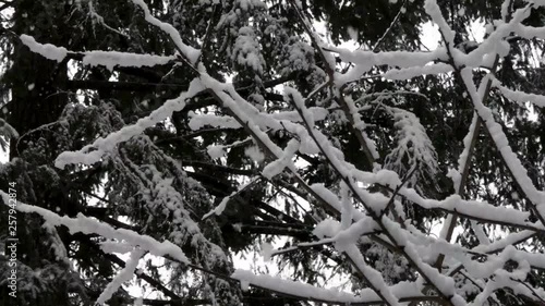 late winter snow falling on dorment cherry tree photo