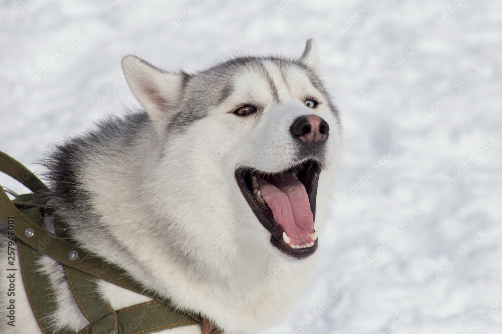 Cute siberian husky is yawning on a bright sunny day in the park. Pet animals.