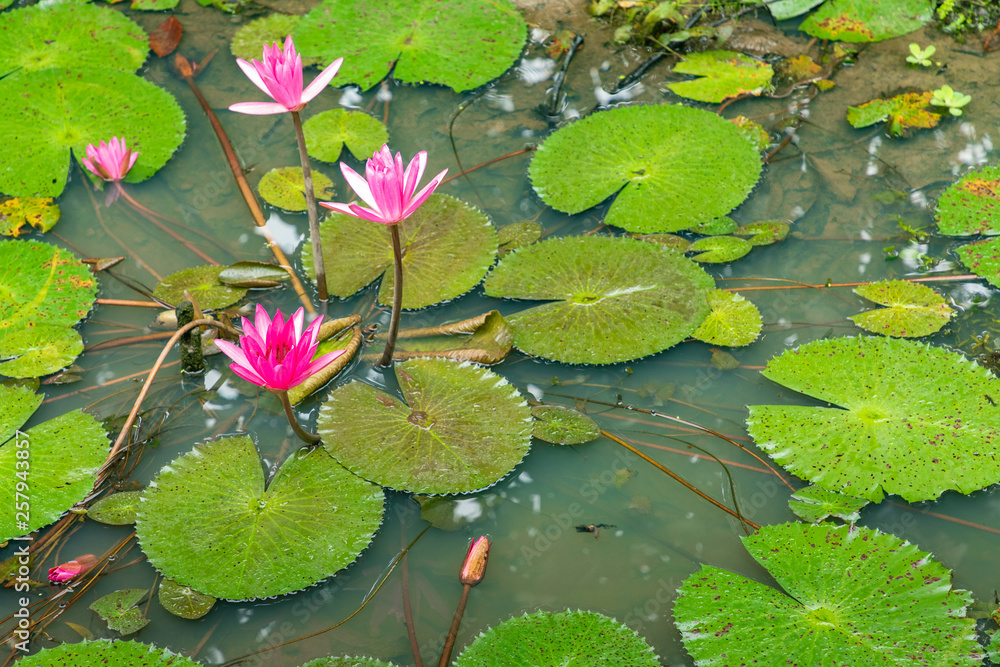 Beautiful Pink Lotus, water plant with reflection in a pond. Green Background. Beautiful Pink Lotus, water plant with reflection in a pond. Green Background.